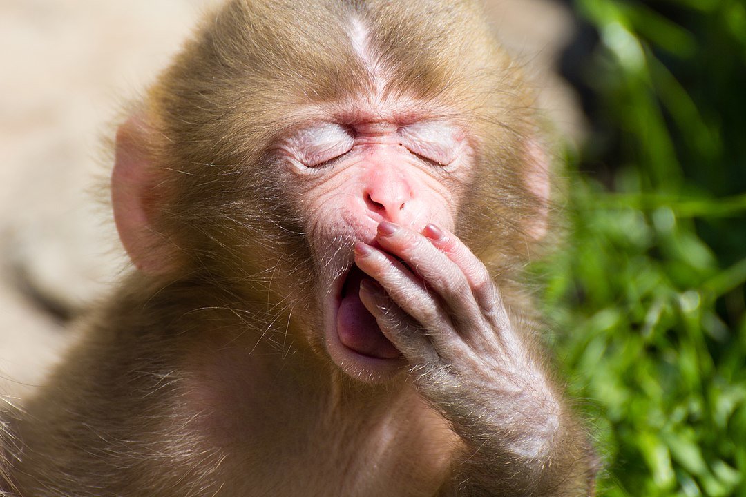 A juvenile monkey yawning