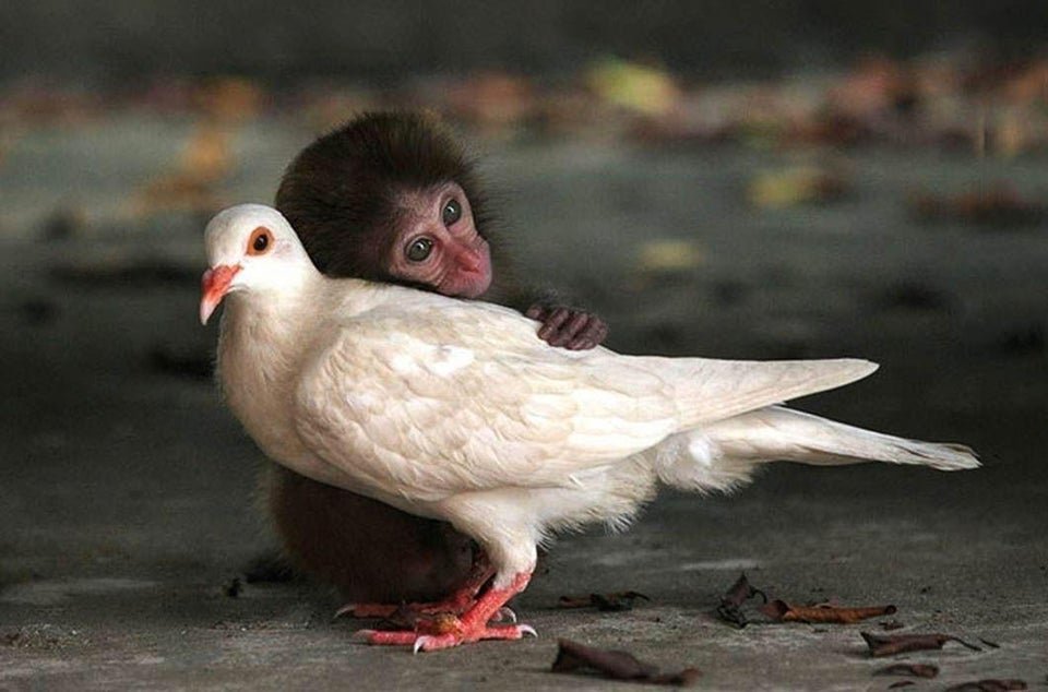 Baby monkey hugging a white bird