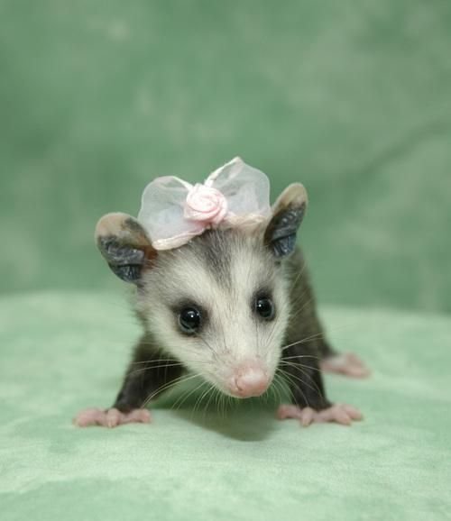 Baby possum wearing a pink bow on its head