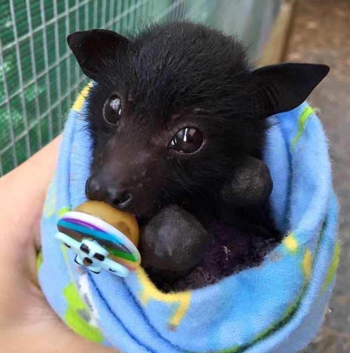 A baby fruit bat with a pacifier