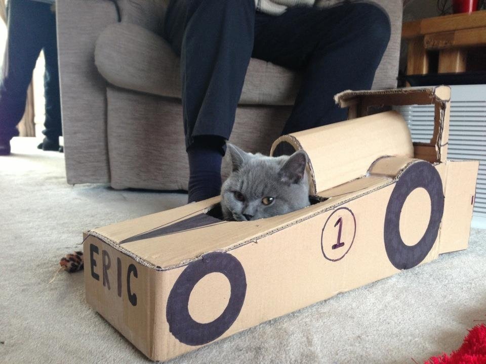 Cat in a literal box car