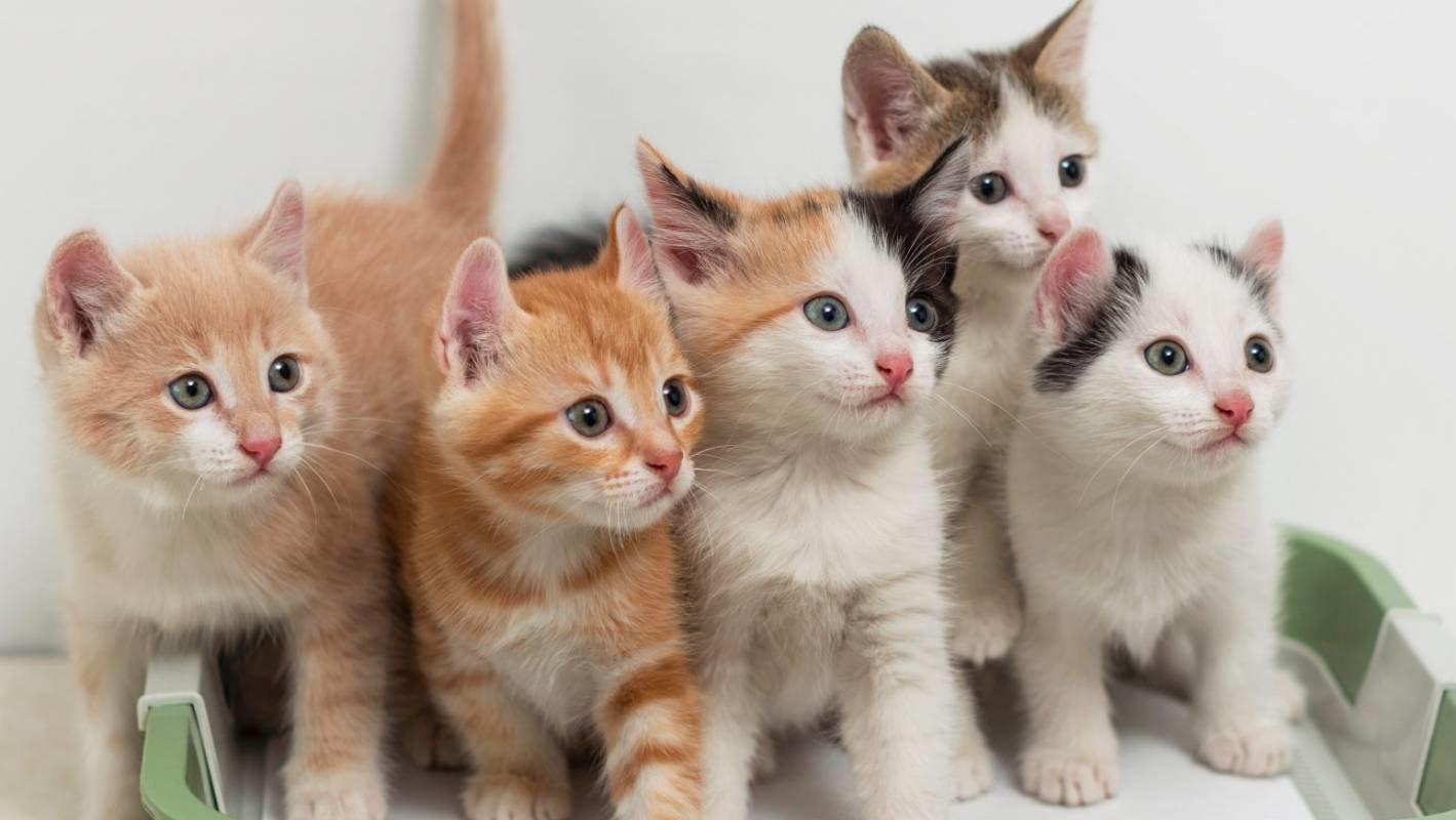 A bunch of kittens looking at something off-camera