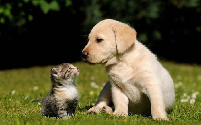 A kitty and a puppy look at each other