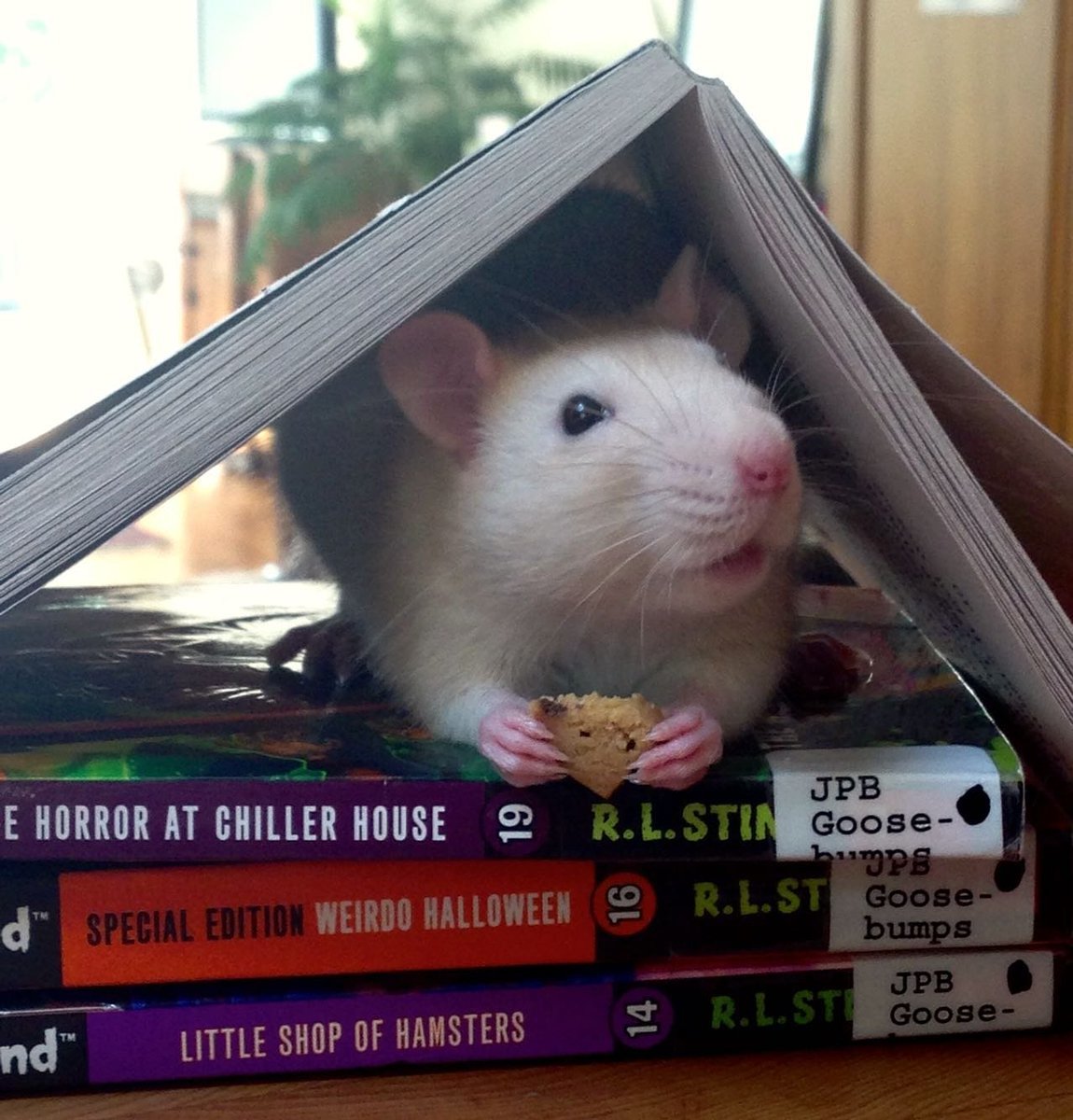 A rat eats a piece of cookie under a tented book