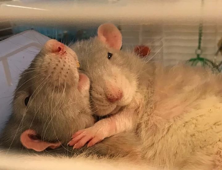Two rats lying down, one hugging the other