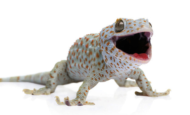 tokay-gecko-gekko-gecko-white-isolated_191971-10733.jpg.5419eb8d3aec1dd02d36a25213ca5984.jpg