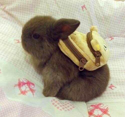 A bunny wearing a backpack