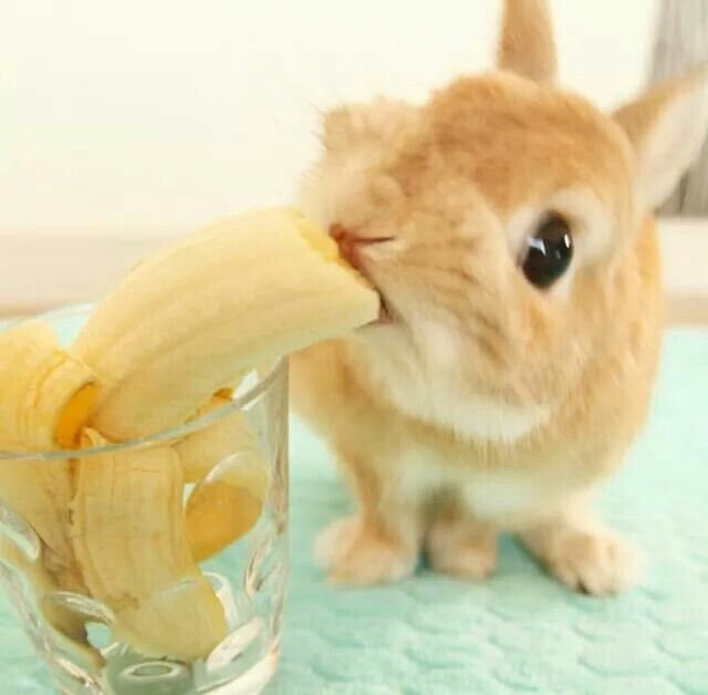 A bunny eats a banana from a glass
