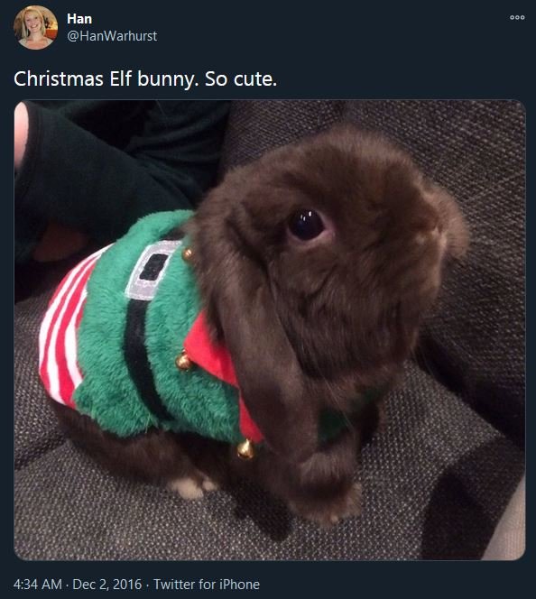 Christmas elf bunny