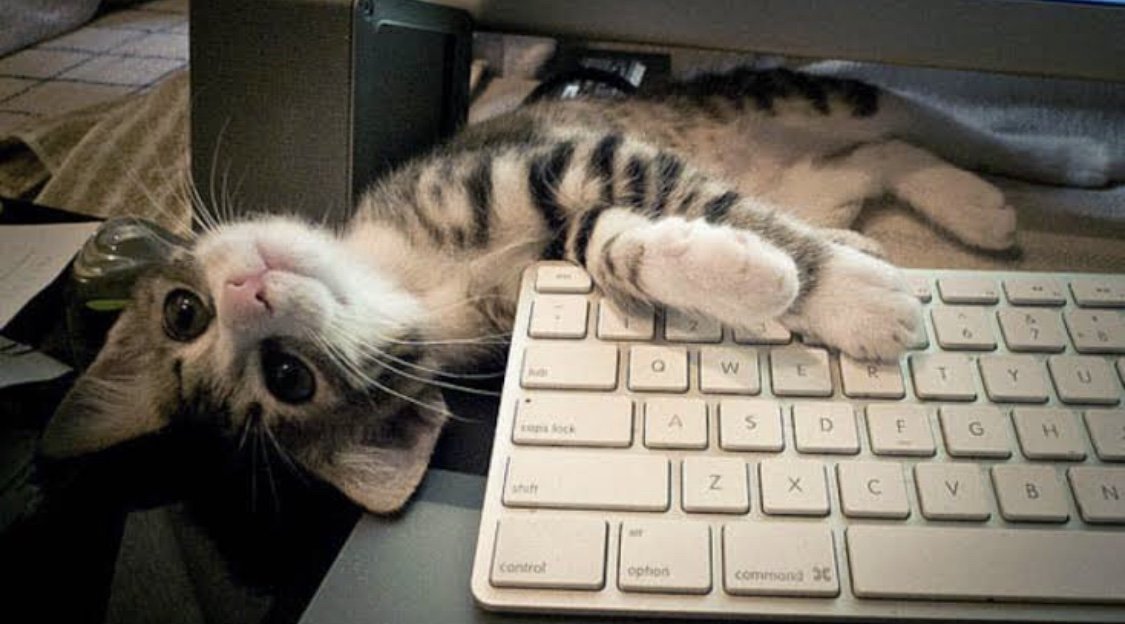 A kitty lies upside down next to a keyboard
