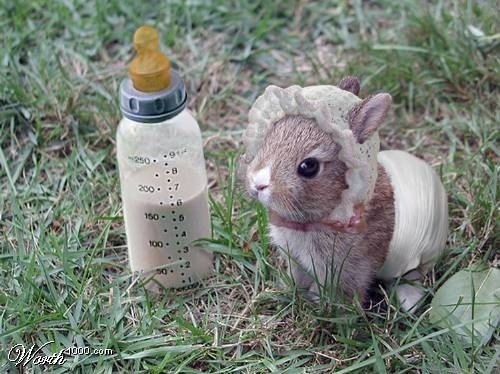 A bunny dressed a baby, standing next to a baby bottle