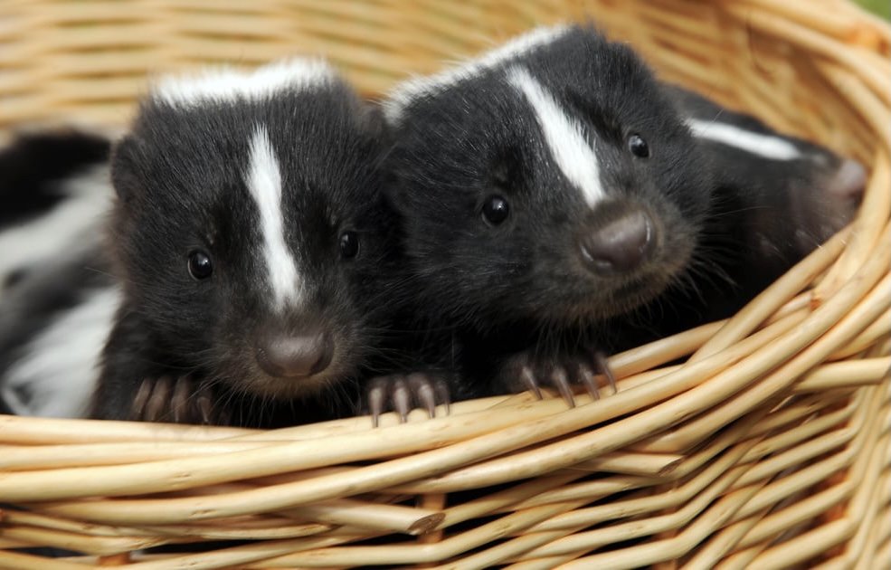 Two baby skunks in a basket