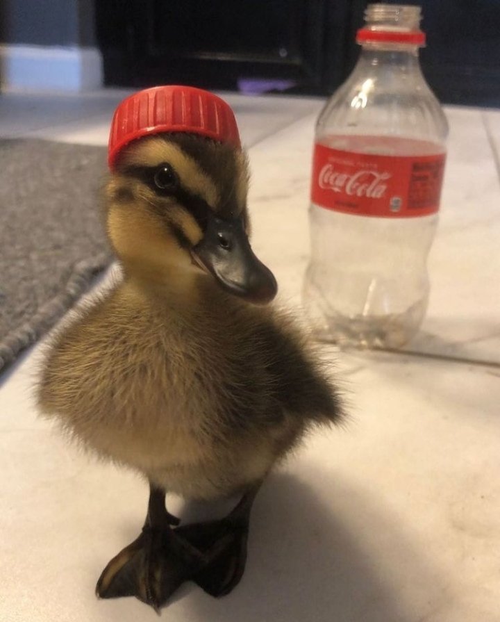 Duckling with a red bottle cap on its head