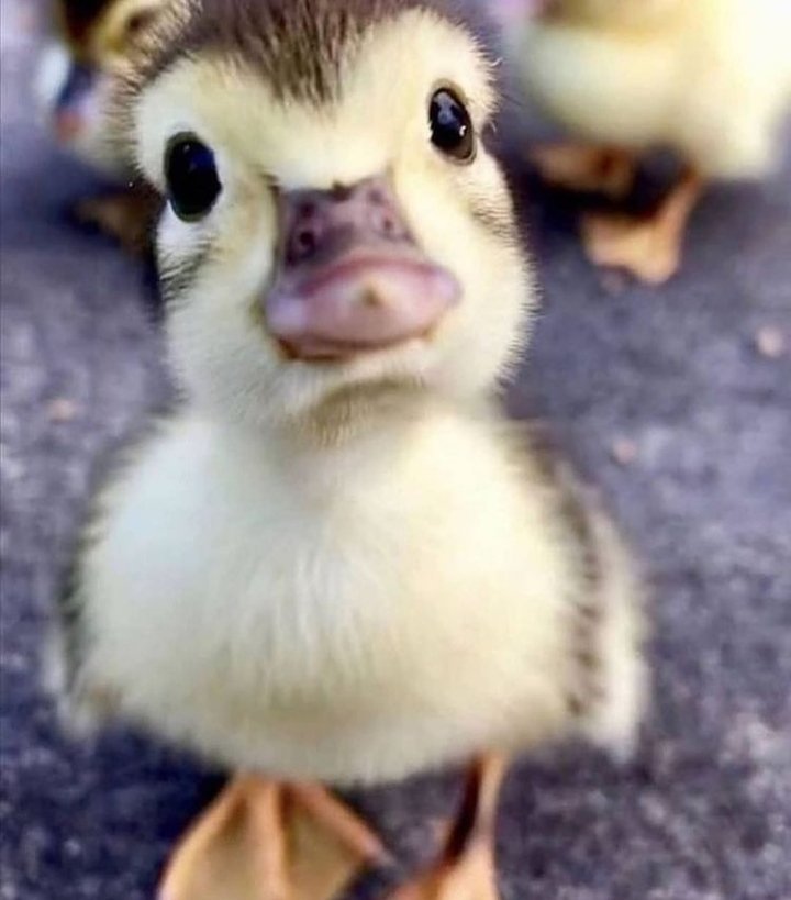 Duckling looks at the camera