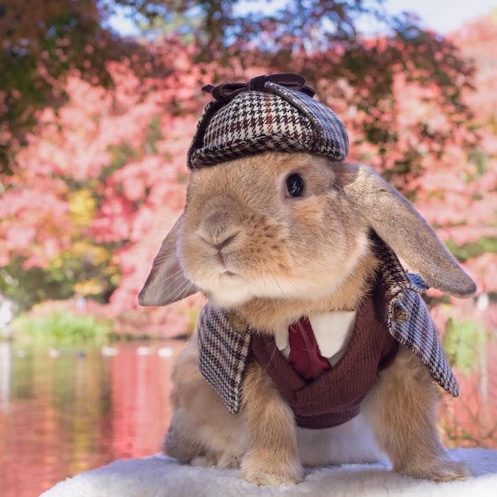 A bunny dressed like Sherlock Holmes