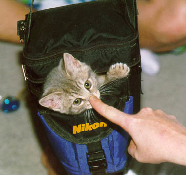 A cat in a Nikon bag gets booped