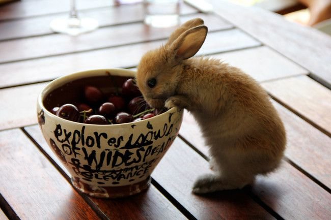 A bunny looks into a bowl of cherries
