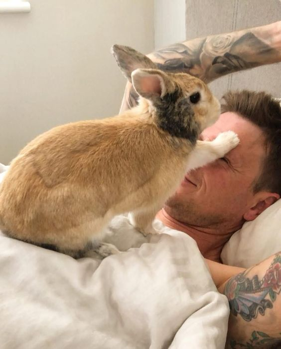 A bunny puts a paw on its sleeping owner's face