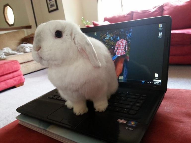 A bunny standing on a laptop's keyboard