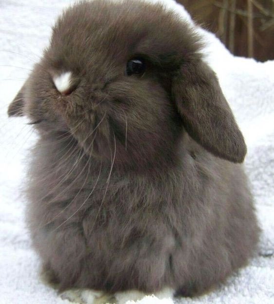 A dark brown bunny with a white nose