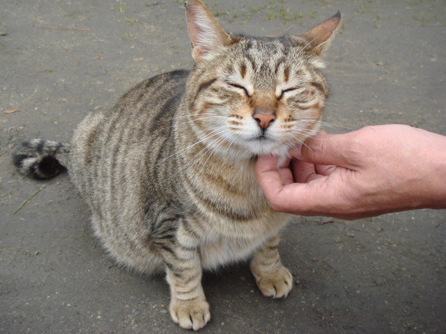 A cat receiving scritches