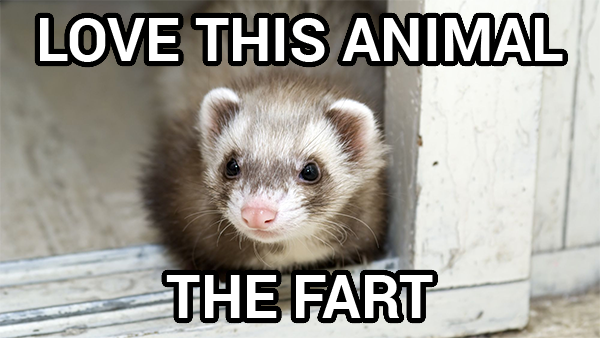 A ferret with the caption "Love this animal - the fart"