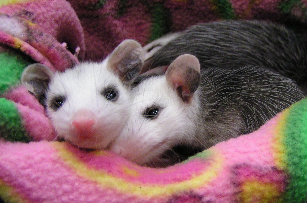 Two juvenile possums cuddling