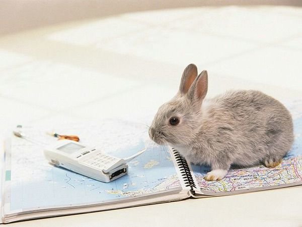 Rabbit sitting next to phone on open planner