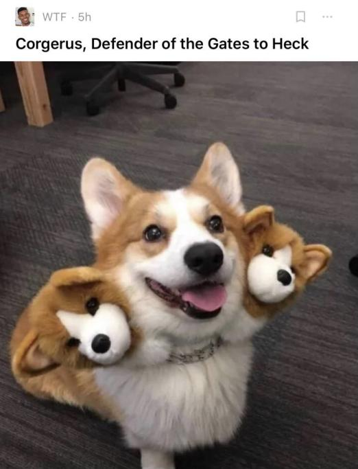 Corgerus, Defender of the Gates of Heck (a corgi with two plush heads attached to it)