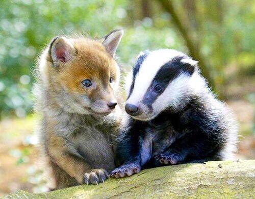 A fox kit and badger kit together