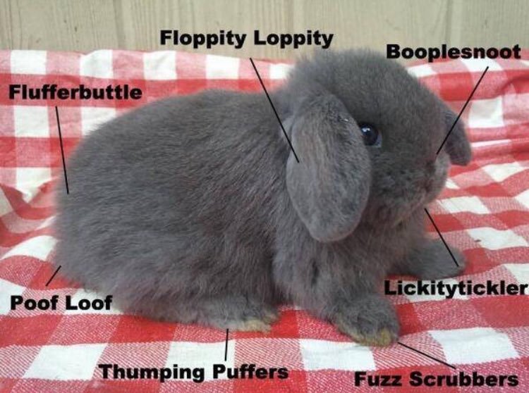 A jokey diagram of a rabbit