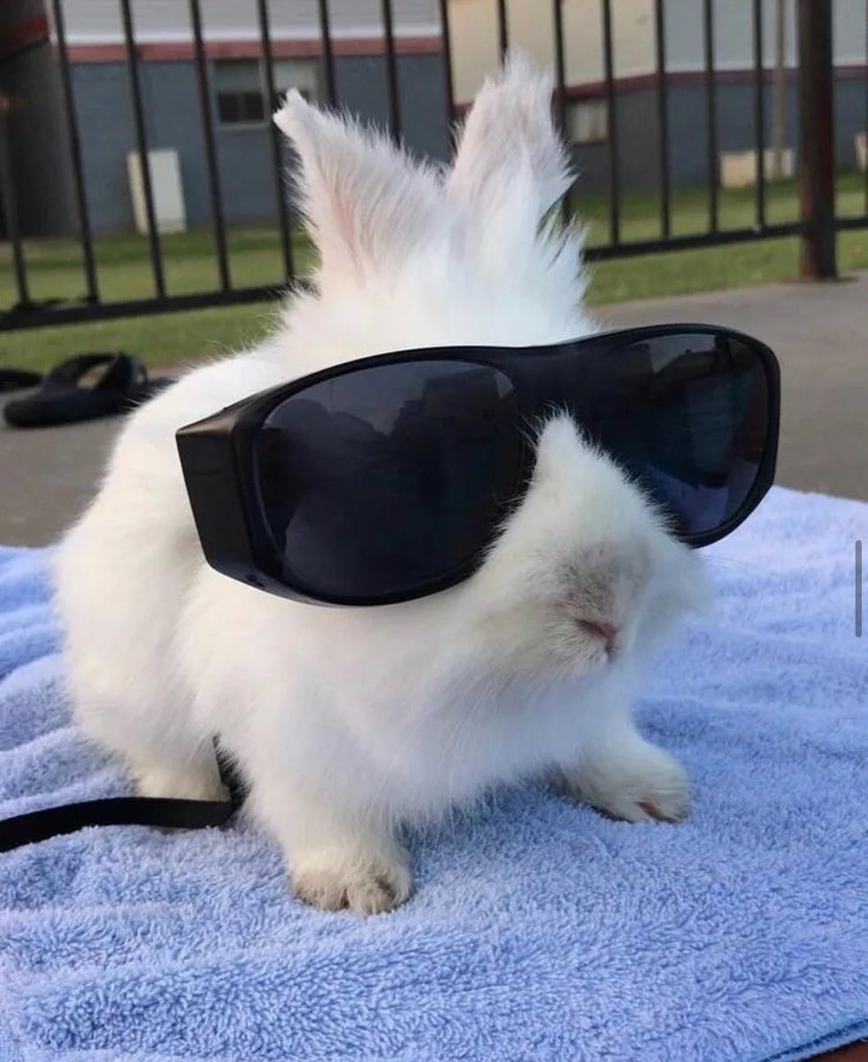 A white bunny wearing oversized sunglasses