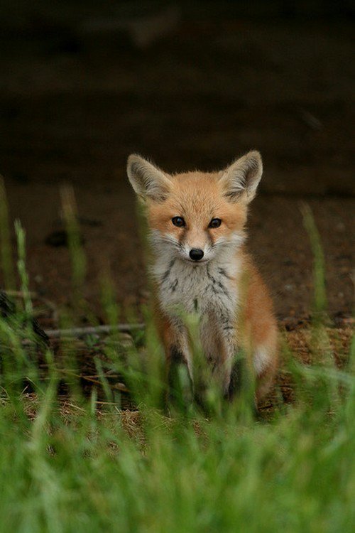 A fox kit sits staring at the camera