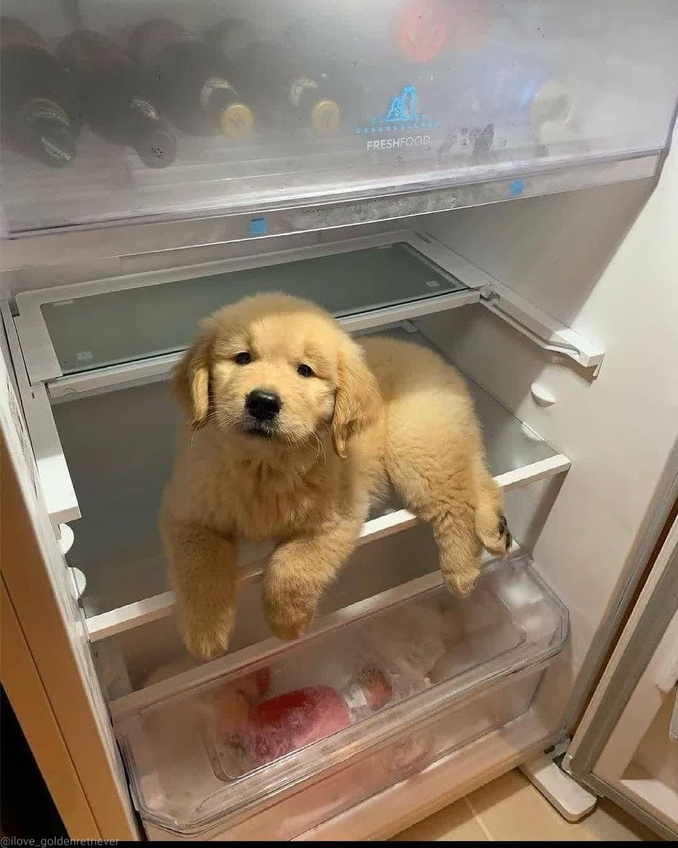 A Golden Retriever puppy lying on a shelf in a fridge
