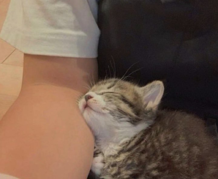 A kitty cuddles with a person's arm
