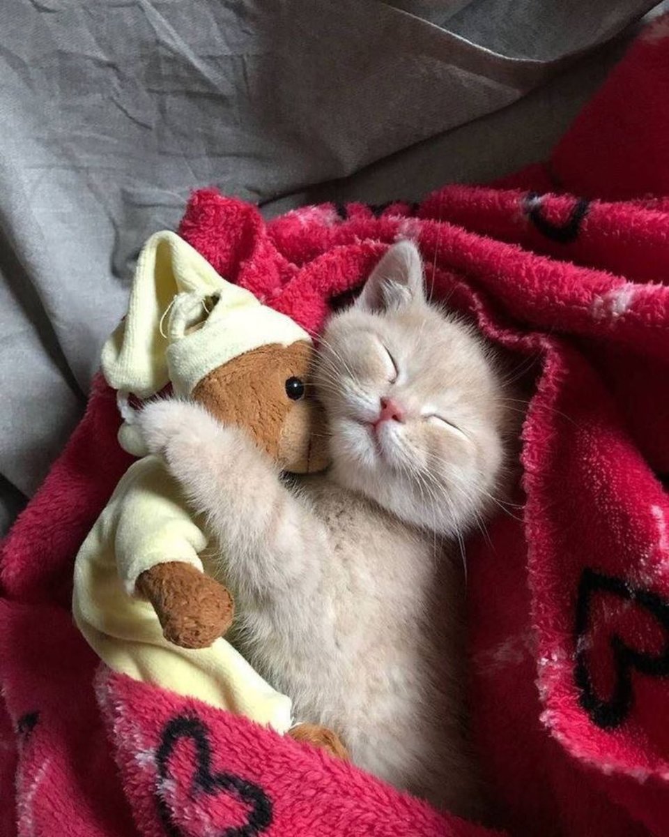 A sleeping kitty hugs a teddy