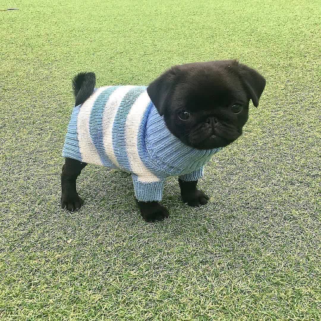 A black pug in a blue-and-white striped sweater