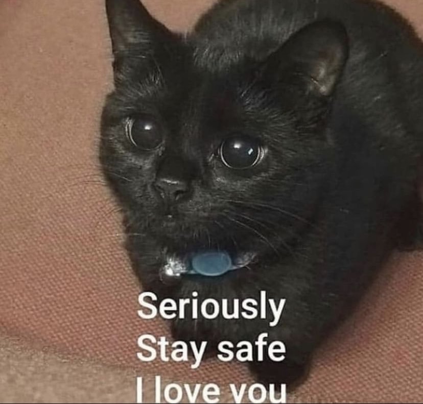Worried-looking cat: "Seriously - Stay safe - I love you"