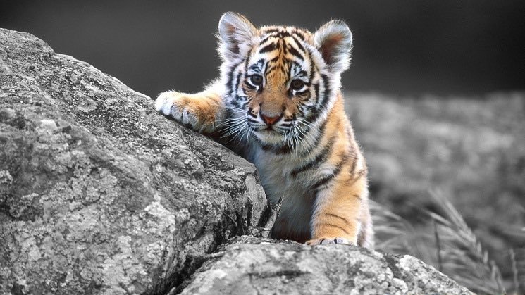 A tiger cub climbs up onto some stones