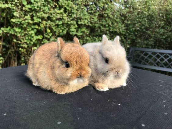 Two bunnies sitting next to each other