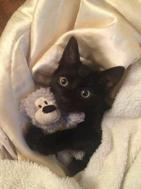 A wide-eyed black cat holds a small stuffed animal