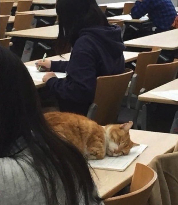 A cat sleeps on a notebook and table during a school exam