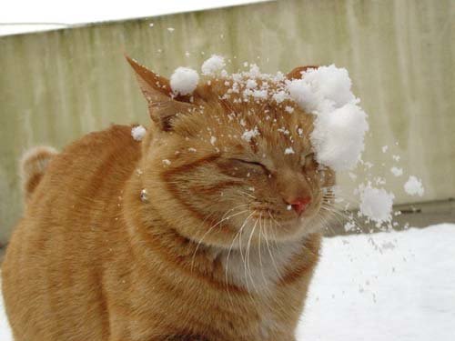 A clump of snow falls on a cat's face