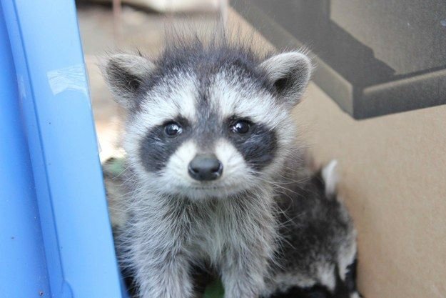 A baby raccoon stares at the camera