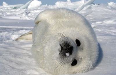A baby seal lying on its side