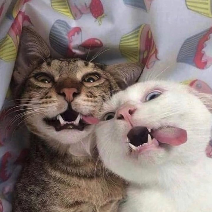 Two cats sticking their tongues out for the camera