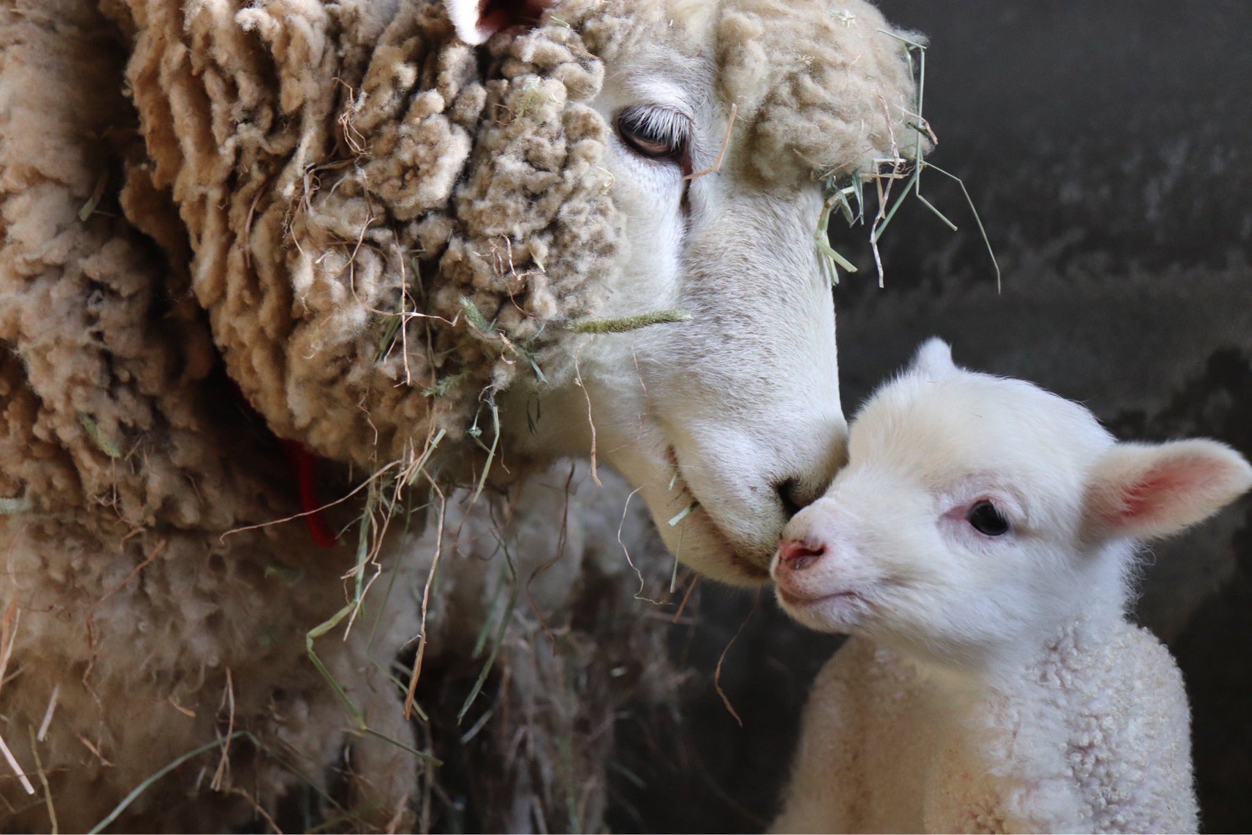 A mother sheep nuzzles its baby