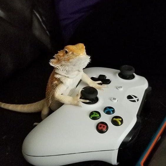 A bearded dragon with its forelegs on top of an Xbox controller