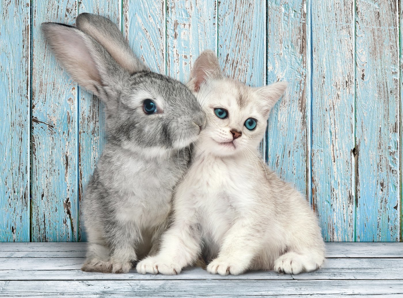 A grey bunny smooches a white cat on the cheek