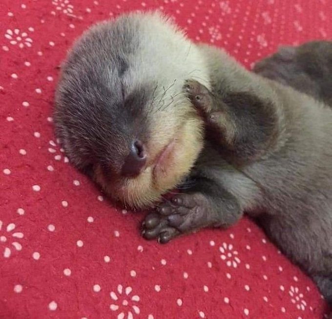 A sleeping baby otter